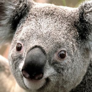 Meet your Posher, Ricky